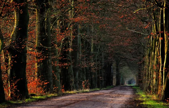 Picture road, autumn, trees, track, Nature, road, trees, the ranks