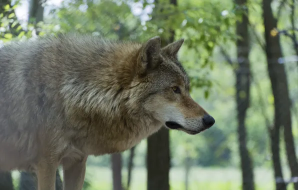 Picture nature, predator, animal, wolf, wildlife, portrait., Canis lupus. face • wolf • portrait • predator