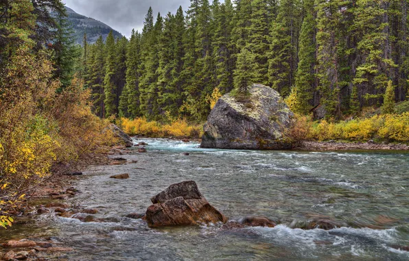 Picture forest, the sky, clouds, trees, mountains, river, stones