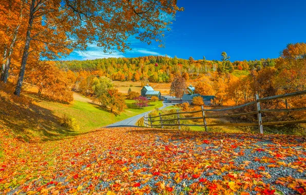 Road, autumn, forest, light, trees, blue, branch, foliage