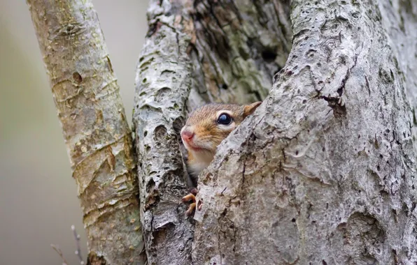 Look, nature, background, tree, branch, muzzle, animal, Chipmunk