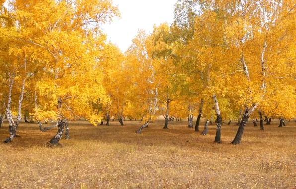 Forest, landscape, yellow, nature, birch, gold