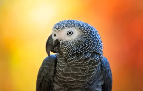 Look, orange, grey, background, bird, portrait, parrot, Jaco