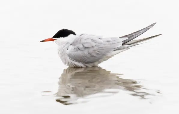 Picture bird, beak, tail, river tern