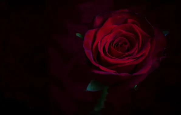 Picture macro, roses, Burgundy
