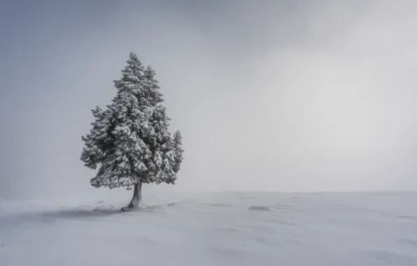 Picture snow, fog, tree