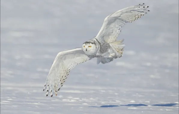 Winter, snow, wings, flight, snowy owl, white owl, snowy owl