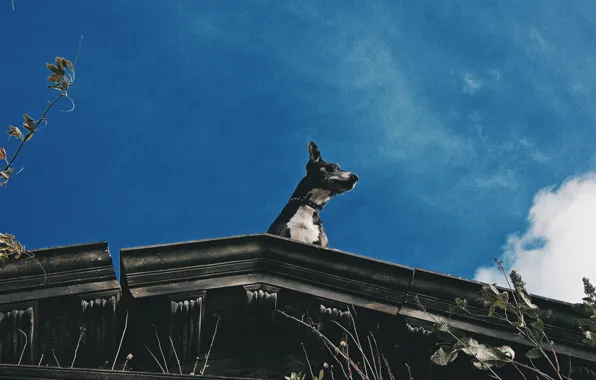 Roof, the sky, leaves, clouds, trees, dog, sky, trees