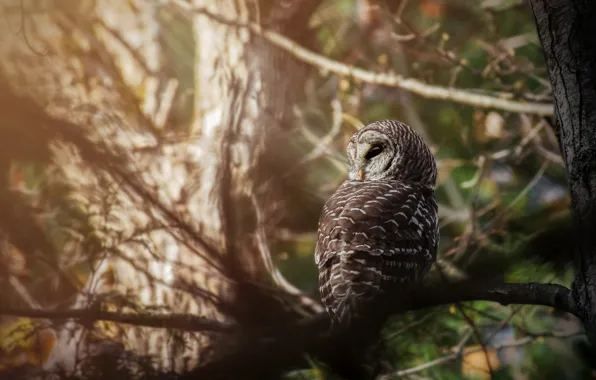 Picture forest, light, trees, branches, nature, pose, background, owl