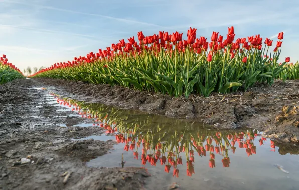 Water, puddle, tulips, Netherlands, plantation