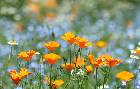 Flowers, glade, orange, bokeh, escholzia