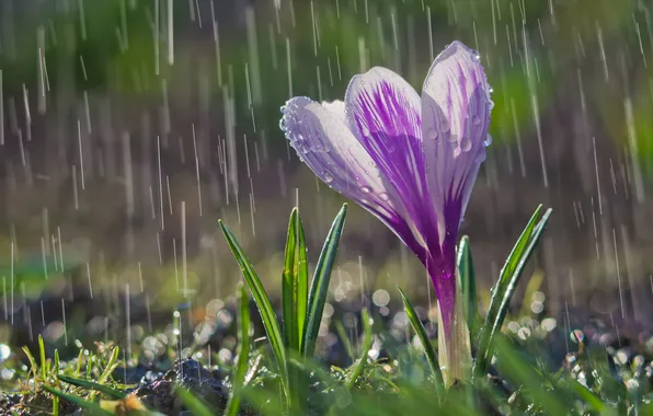 Leaves, drops, macro, flowers, rain, lilac, spring, crocuses