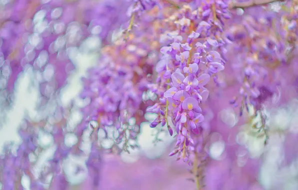 Light, flowers, branches, spring, flowering, inflorescence, lilac, bokeh