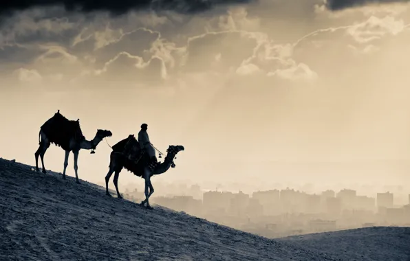 Picture people, silhouette, camel