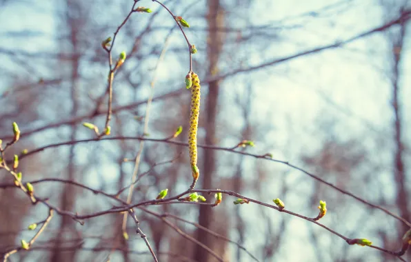Nature, minimalism, spring