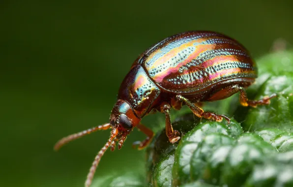 Greens, beetle, insect, bokeh