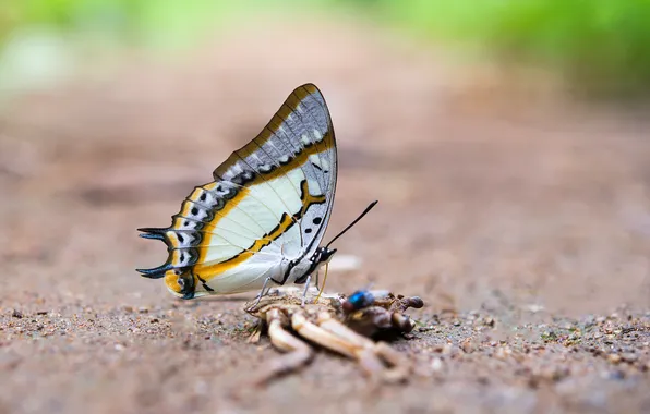 Flower, macro, wings, Butterfly, beautiful, closeup