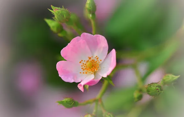 Flowers, nature, plant, petals