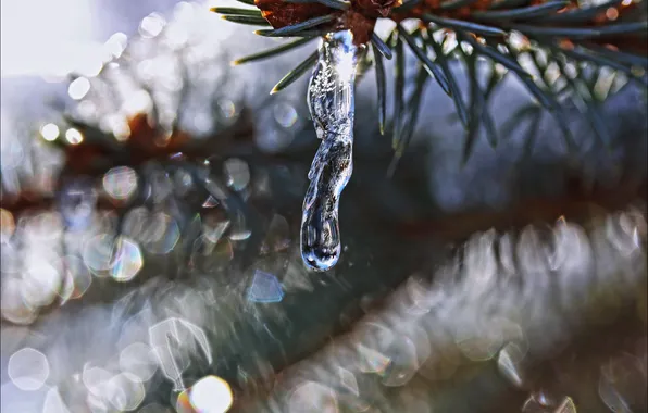 Blur, barb, icicle, a sprig of spruce