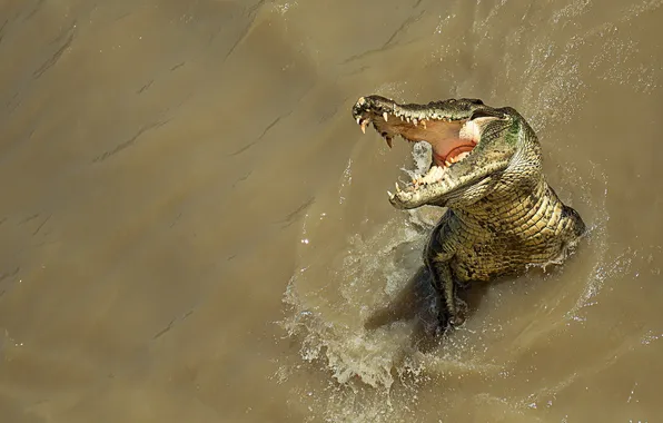 Picture water, nature, crocodile