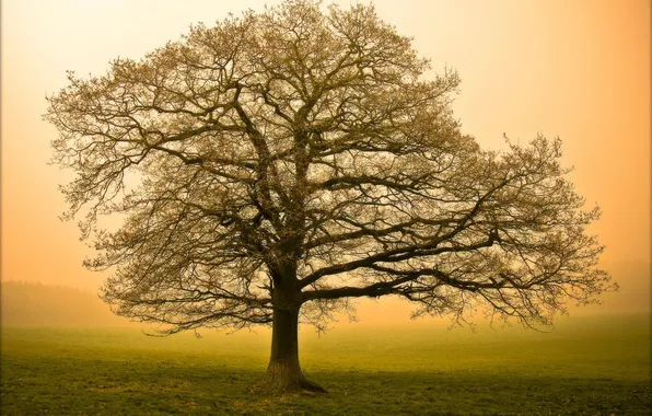 Nature, tree, large, morning, fog