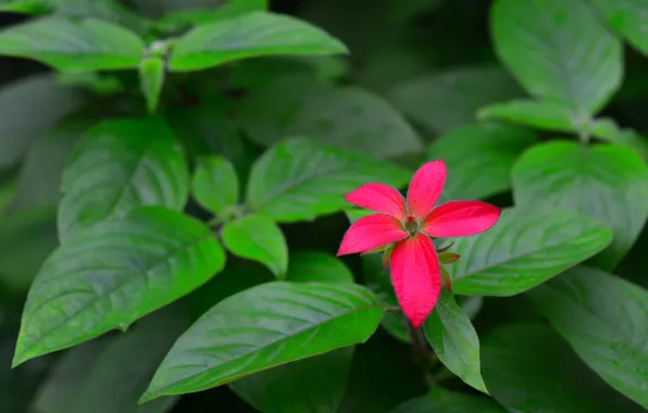 Flower, leaves, plant, Bush, petals, garden