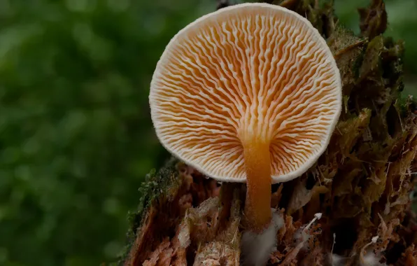 Autumn, macro, nature, background, mushroom, Beat Buetikofer, rotten wood