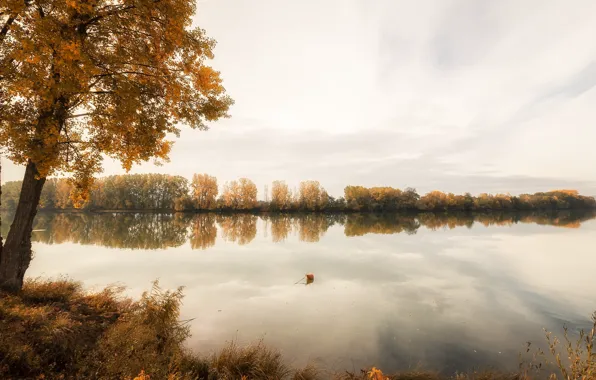 Picture autumn, river, tree