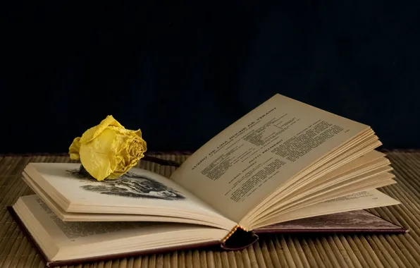 Background, roses, book