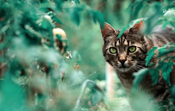 Greens, cat, summer, cat, look, face, leaves, nature