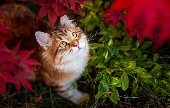 Autumn, cat, cat, look, face, leaves, nature, foliage