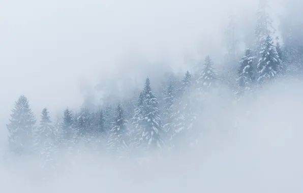 Picture winter, forest, snow, trees, fog, spruce