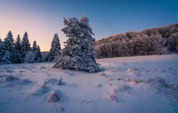 Picture winter, forest, snow, the evening, ate, the snow, snowy