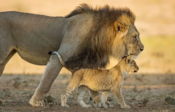 Cat, Leo, family, lion, pride