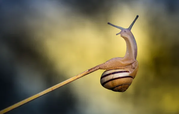 Picture macro, strips, snail, shell, antennae, a blade of grass, a twig