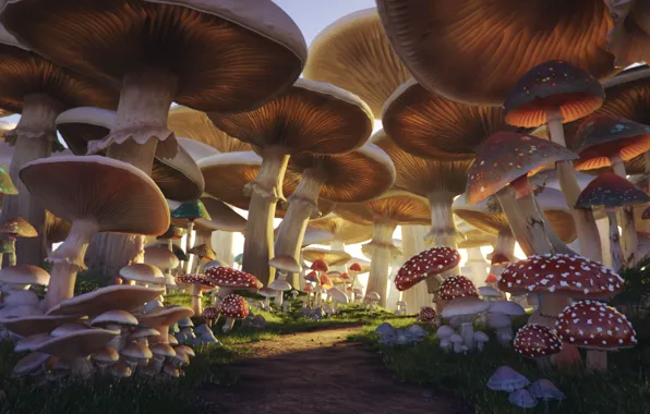 Picture mushrooms, trail, Mushroom Forest