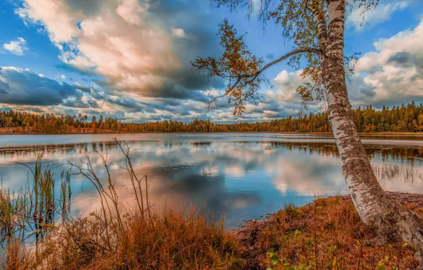 Autumn, leaves, lake, tree, shore, foliage, birch, pond