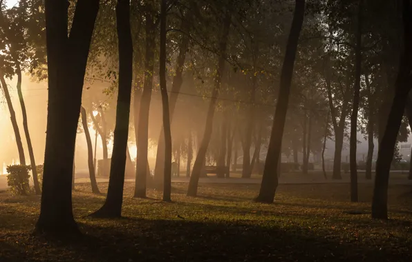 Picture trees, fog, Park, trees, park, fog, Dmitry Zakharov