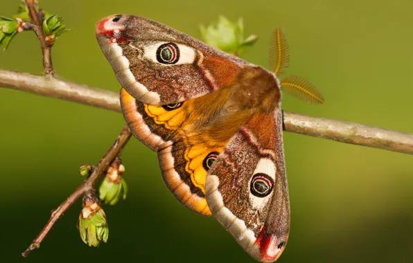 Macro, butterfly, branch, kidney, Small Emperor moth