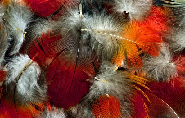 Picture color, feathers, fluff