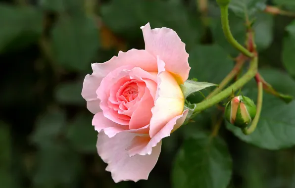 Macro, roses, petals, buds