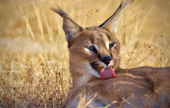 Language, grass, face, lynx, wild cat, Caracal