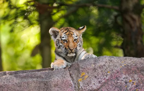 Picture tiger, photo, stone, head