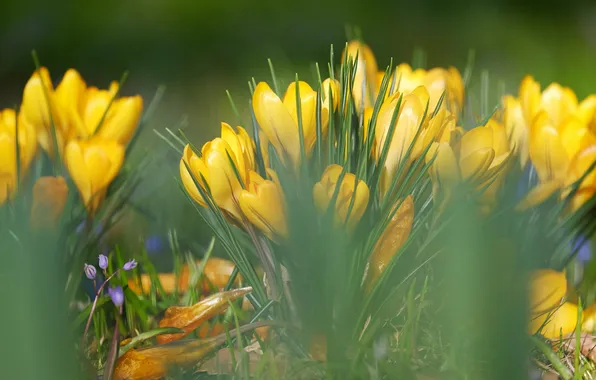 Leaves, flowers, glade, blur, spring, yellow, crocuses, green background