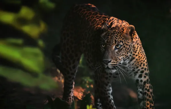 Picture look, face, nature, pose, the dark background, leopard, walk, wild cat