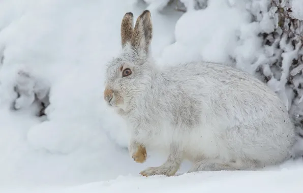 Winter, look, snow, pose, hare, the snow, face, Whitey