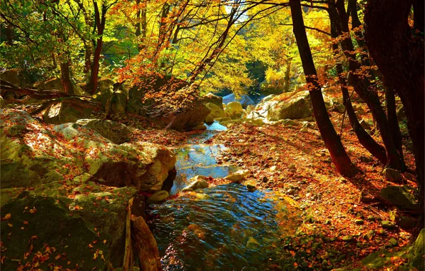 Picture Stream, Autumn, Forest, Stream, Fall, Foliage, Autumn, Colors