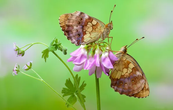 Flower, macro, butterfly, photo
