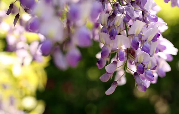 Flowers, nature, background, Wisteria