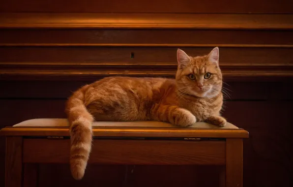 Cat, look, posing, red